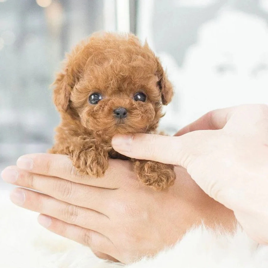 [Hometech] Robotic Puppy, Interactive Pet