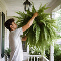 [Hometech] Decorative Artificial Boston Fern for Porch and Balcony Display