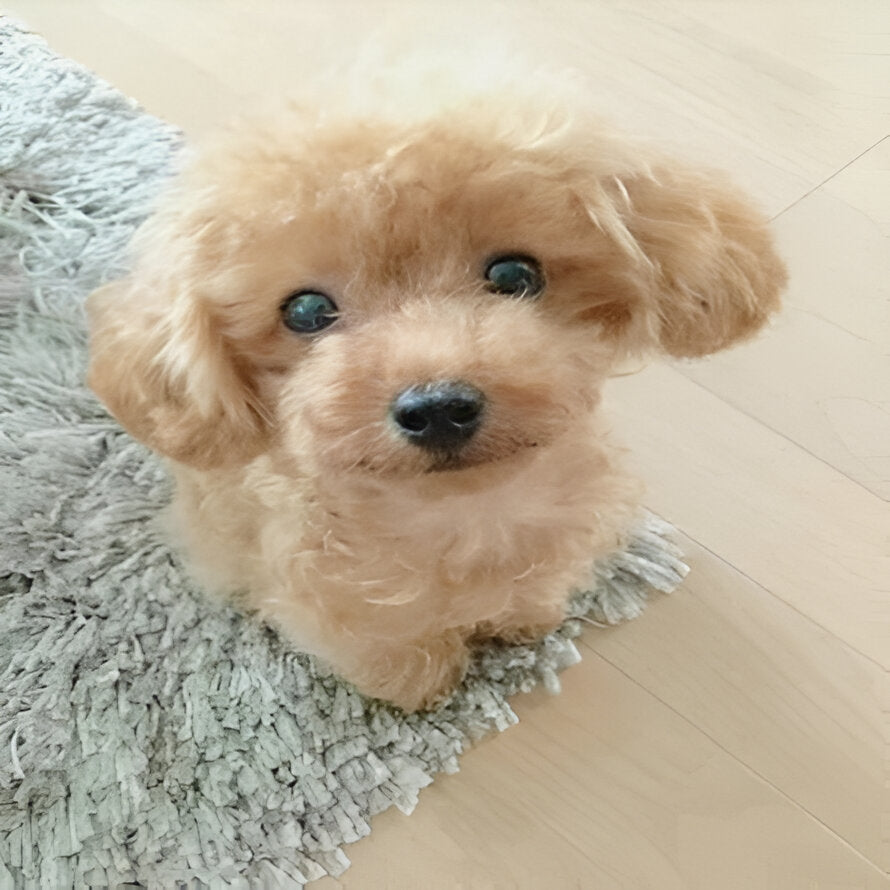 [Hometech] Puppy Plush Toy with Synthetic Fur and Weighted Filling