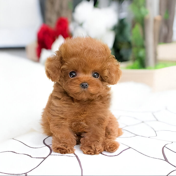 [Hometech] Puppy Plush Toy with Synthetic Fur and Weighted Filling