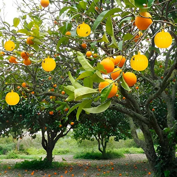 [Hometech] Hanging Fly Trap with Adhesive Sticky Layer, Set of 6