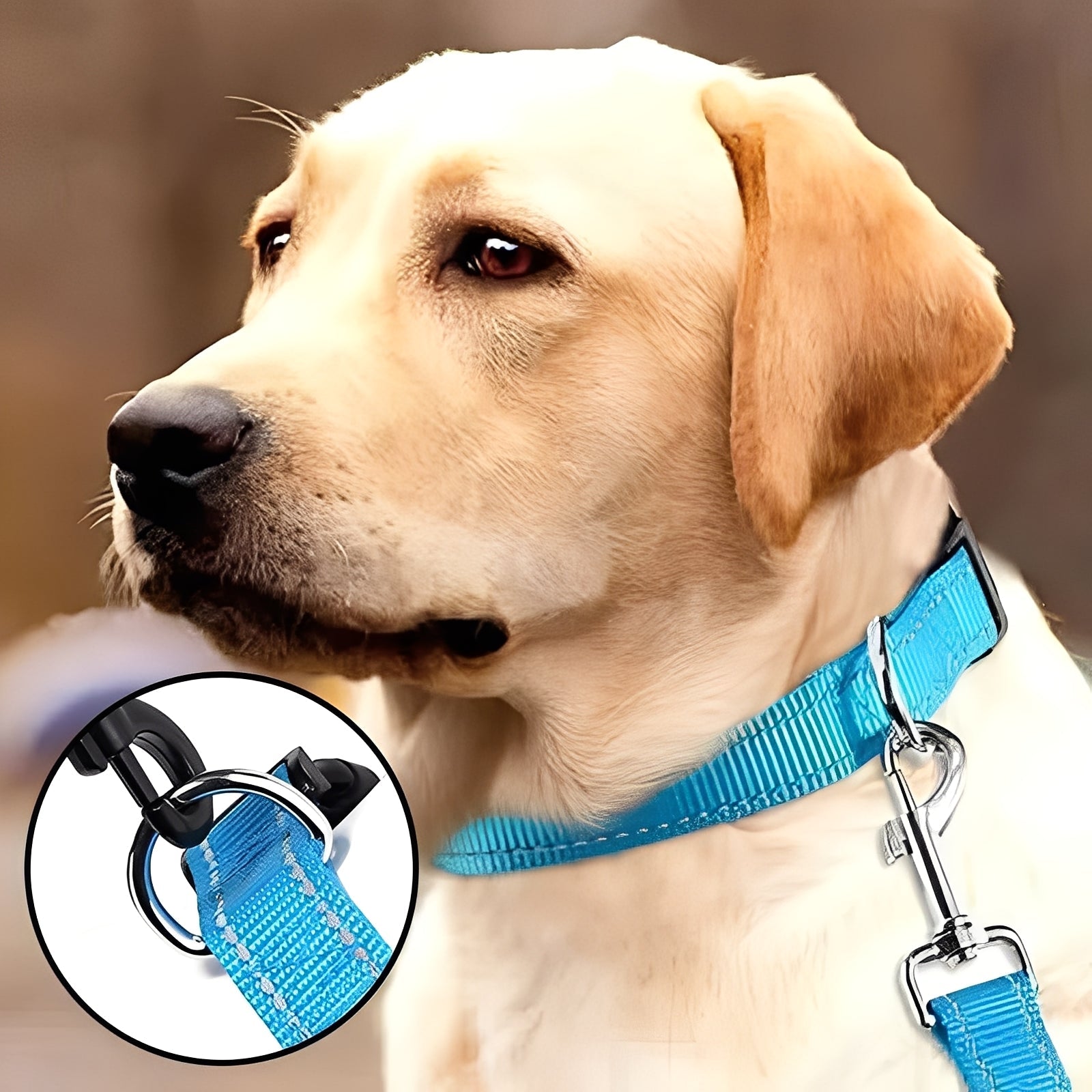 [Hometech] Adjustable Nylon Dog Collar with Clip Buckle