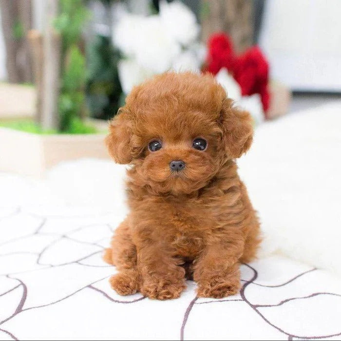 [Hometech] Realistic Plush Puppy Toy with Soft Fur Texture