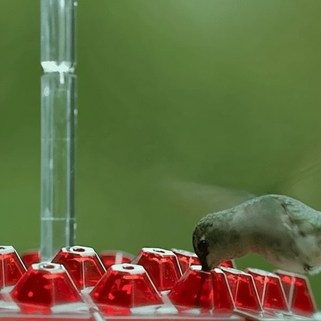 [Hometech] Hanging Hummingbird Feeder Ant Proof Design with Moat