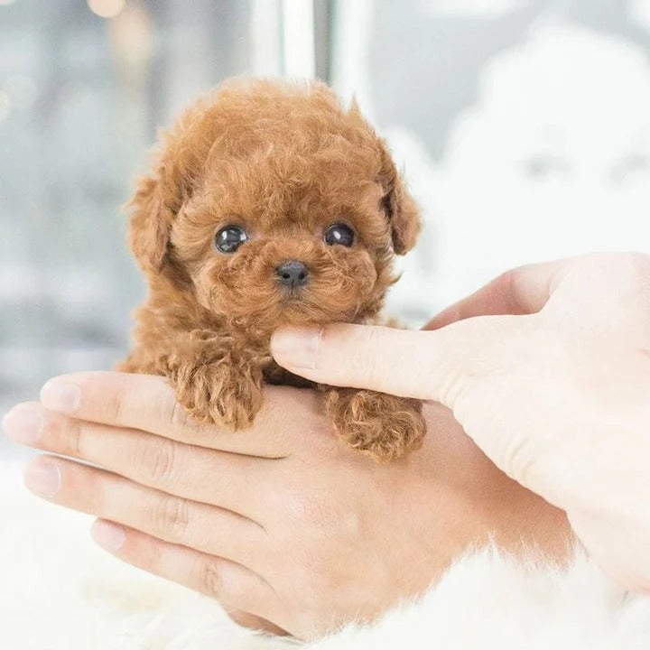 [Hometech] Interactive Robotic Toy with Motion Response